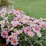 Apartament Naturhaus Luminus